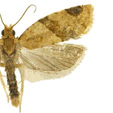 Image result for Lobesia botrana grapevine