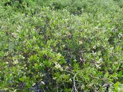 Image result for Anisotes formosissimus