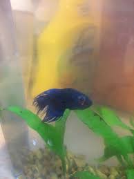 Help I Just Rescued This Poor Sick Betta From Walmart Last Night He Appears To Have Popeye And Possibly Getting Dropsy I Can T Get Him To Eat I Need Advice On