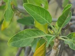 Image result for Cynanchum gerrardii