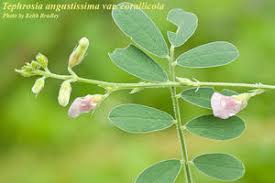 Image result for Tephrosia amoena