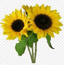 Like it and pin it. Sunflower Clipart Png Png Image With Transparent Background Toppng