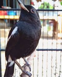 Harga burung decu gacor jantan kembang bahan decu mini dan berbagai macam jenis.daftar harga burung decu terbaru. Tips Merawat Burung Decu Agar Cepat Gacor Budidayapetani