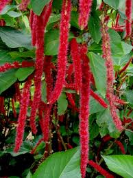 Image result for Acalypha sonderiana