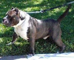 Our pups are massive and grow into huge xl pitbull adults. Pocket Bully Forsale Houston Tx