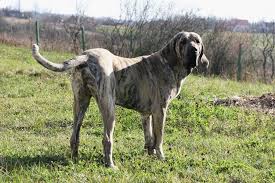 Nascido (nativo) ou naturalizado, o brasileiro é um o carioca é um brasileiro aberto ao mundo, pacífico e democrático, sem perseguições de qualquer. Fila Brasileiro Harakhan Kennel Jenaro Fito El Siledin