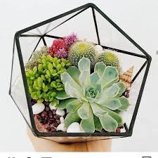 Piante contro zombi (plants vs. Mondo Piante Home Facebook