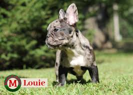 Jesse jesse is a black and white male french bulldog puppy. Manchesters French Bulldogs