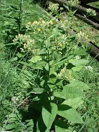 Image result for Senecio maranguensis