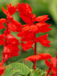 31 Salvia Varieties That Will Look Stunning In Your Garden Salvia Plants Plants Salvia