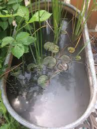 Guppy patio pond full red small container idea the planted tank forum fish ponds kits with waterfall. Warm Weather Guppy Pond Must Transfer Guppies To Indoor Tank When Nighttime Temps Drop To 60 Degrees Water Temps In The 50 S Would Kill Pond Plants Outdoor