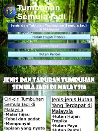 Tumbuh di kawasan pinggir laut yang rendah, berpasir, bersaliran baik dan terdedah kepada tiupan angin dari laut. Bab 12