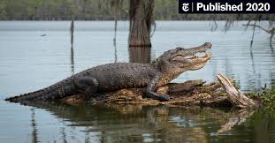Alligators in north carolina map. At The Bottom Of The Sea They Wait To Feast On Alligators The New York Times