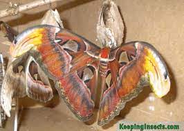 Taking Care Of Pet Butterflies And Caterpillars | Keeping Insects