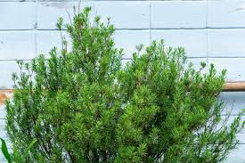 Image result for Suriana maritima