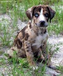 Catahoula Blue Heeler Mix Puppies For Sale Cute Baby Animals Leopard Dog Louisiana Catahoula Leopard Dog Catahoula Leopard Dog