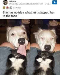 5 r aww posted by u sadboithateatskoi she has no idea what just slapped her in the face ifunny funny animal jokes animal jokes cute funny animals