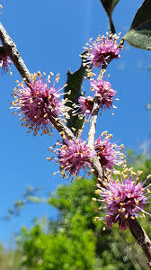 Image result for Warneckea cordiformis