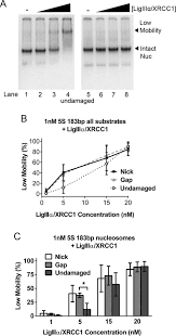 Nick is drawn by a tunnel and based on his previous experience in the police department, he is assigned in the afterlife by the proctor to join the rest in peace department that protects the living. The Human Ligase Iiia Xrcc1 Protein Complex Performs Dna Nick Repair After Transient Unwrapping Of Nucleosomal Dna Journal Of Biological Chemistry