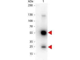 Store product protected from light at 4°c until opened. Anti Rat Secondary Antibodies Www Antibodies Online Com