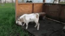 Fainting Goats Gifs Tenor
