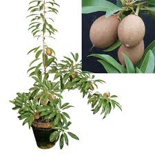 Image result for Scolopia theifolia