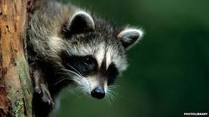 Alien Mammal Invasion Of Europe In 2020 Mammals Raccoon Cute Funny Animals