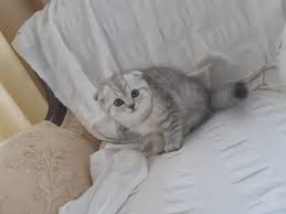 Safkan Scotish Yavru Ucretli Sahiplendirme Kedi Satis