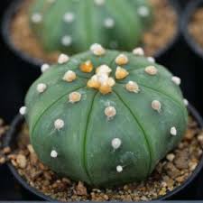 Image result for Thesium asterias