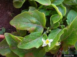 Image result for Solanum americanum