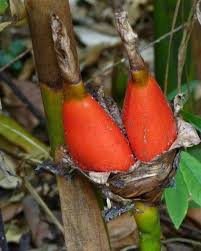 Image result for Aframomum angustifolium