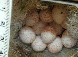 Bird Egg White With Brown Speckles Chickadee Eggs And Nests Young Photographs Chickadee Nest Black Capped Chickadee