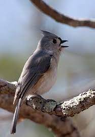 Find the perfect spiky crest stock photo. Tufted Titmouse Wikipedia