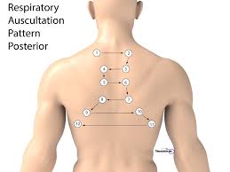 Nursing Health Assessment Of The Respiratory System Nursing School Prerequisites Nursing School Survival Nursing School Scholarships