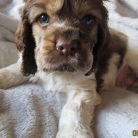 Nov 10, 2016 · cockapoo dogs and puppies available for adoption near paterson, new brunswick, and fort lee! Cockapoo For Sale In United States 1287 Petzlover