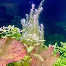 Image result for Mayaca