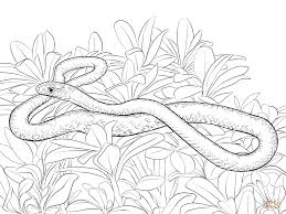 Polish your personal project or design with these western diamondback rattlesnake transparent png images. Western Diamondback Rattlesnake Coloring Page Free Coloring Library