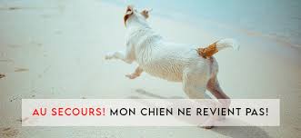 De plus ce prénom va bien avec son mignon visage. 4 Astuces De Pro Pour Un Chien Qui Cesse De Vous Ignorer Lors Du Rappel