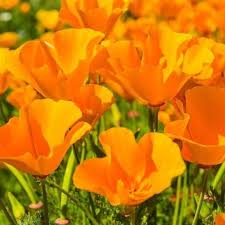 Pin On Flowers