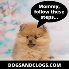 Do Pomeranians Like Baths The Truth Step By Step Plan Dogsandclogs