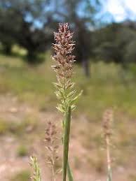 Image result for Tragus koelerioides