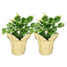 Buy christmas cactus cactis&succulents and get the best deals at the lowest prices on ebay! Costa Farms 4 In Fresh Christmas Cactus Grower S Choice Pink Red Or White Live 2 Pack Co 4zygo 3 Gold The Home Depot