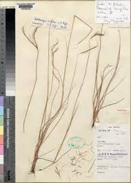 Image result for Diheteropogon amplectens