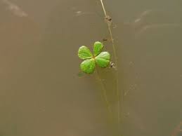 Image result for Marsilea aegyptiaca