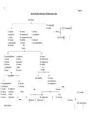 Gram Positive Bacteria Dichotomous Flow Chart Docx 1