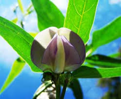 Check spelling or type a new query. Edibles Love Ornamentals And The Feeling Is Mutual Horticulture