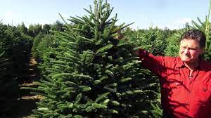 Stew Leonards Christmas Trees 2021 Stew Leonard S At The Christmas Tree Farm Youtube