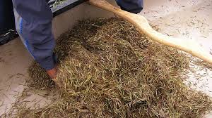 This is where some of the finest wild rice in the world is grown and harvested. Ojibwe Rice Harvest Is Latest Test Of Treaty Limits In Minnesota Mpr News