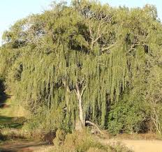 Image result for Salix babylonica