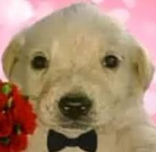 110 ideas de Jotchua en 2024 | perrito, humor de animales, fotografías  divertidas de animales